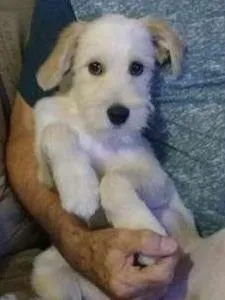 Cachorro raça SRD idade 2 a 6 meses nome Tobby