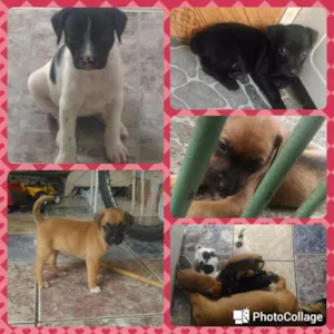 Cachorro raça  idade 2 a 6 meses nome Filhotes