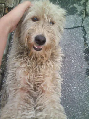 Cachorro raça SRD idade 1 ano nome MEL