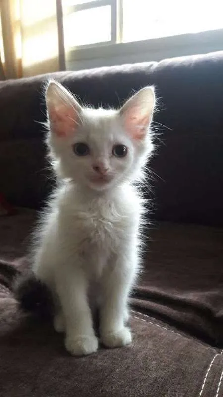 Gato ra a SRD idade 2 a 6 meses nome Harry