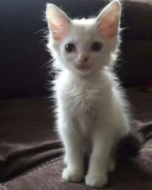 Gato raça SRD idade 2 a 6 meses nome Harry