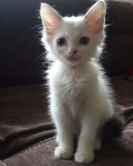 Gato ra a SRD idade 2 a 6 meses nome Harry