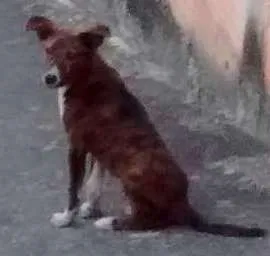 Cachorro raça Viralata idade 2 a 6 meses nome Sem nome