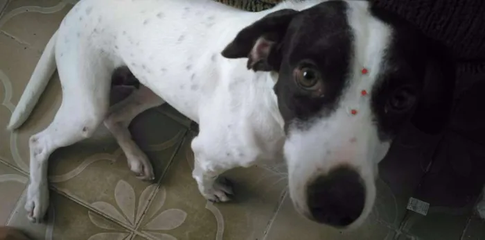 Cachorro ra a SRD idade 2 anos nome Samantha 