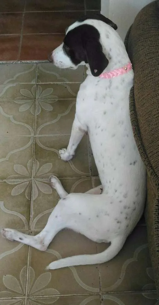 Cachorro ra a SRD idade 2 anos nome Samantha 