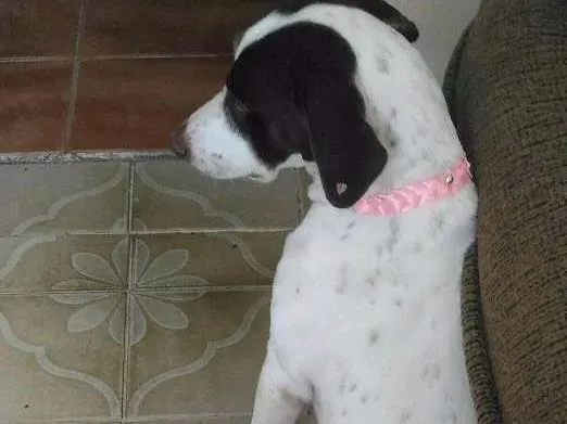 Cachorro ra a SRD idade 2 anos nome Samantha 