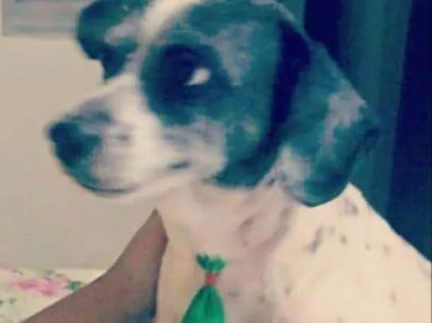 Cachorro ra a SRD idade 5 anos nome Francisco