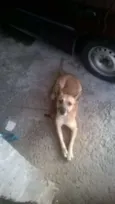 Cachorro raça Vira lata  idade 4 anos nome Svoby