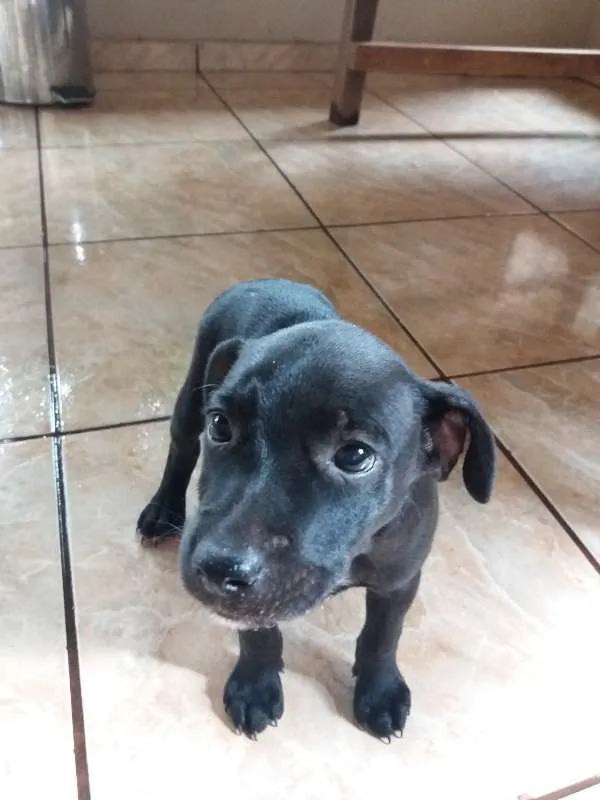 Cachorro ra a Vira lata idade Abaixo de 2 meses nome Sem nome