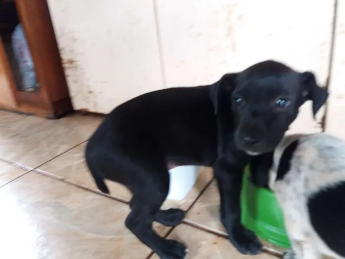 Cachorro ra a Vira lata idade Abaixo de 2 meses nome Sem nome