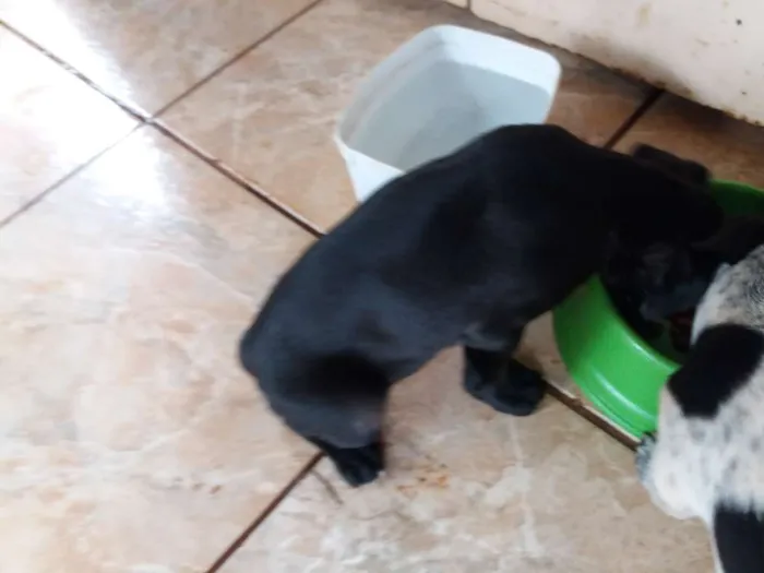 Cachorro ra a Vira lata idade Abaixo de 2 meses nome Sem nome