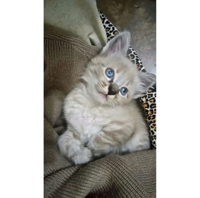 Gato ra a Siames idade Abaixo de 2 meses nome Sem nome