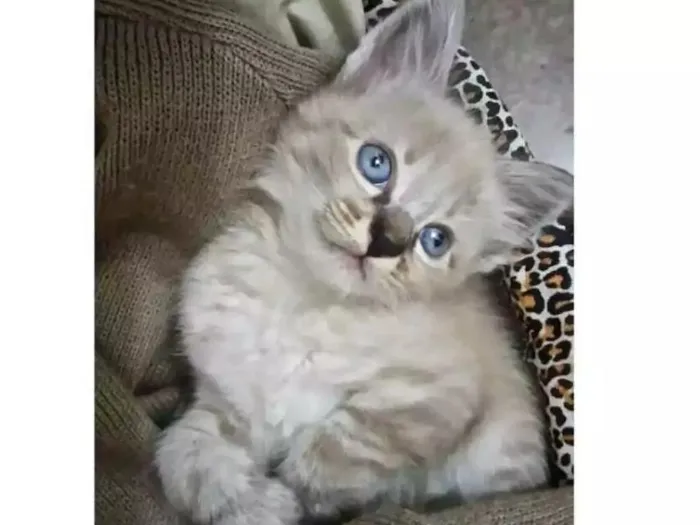Gato ra a Siames idade Abaixo de 2 meses nome Sem nome