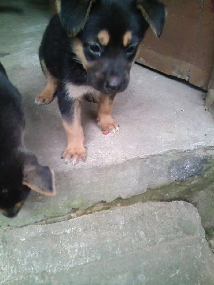 Cachorro ra a indefinida  idade Abaixo de 2 meses nome Dyuli