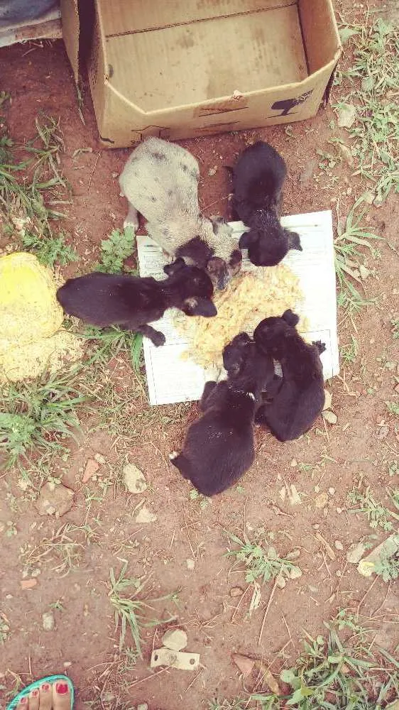 Cachorro ra a Srd idade Abaixo de 2 meses nome Sem nome