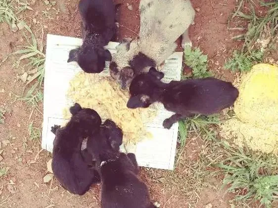 Cachorro ra a Srd idade Abaixo de 2 meses nome Sem nome