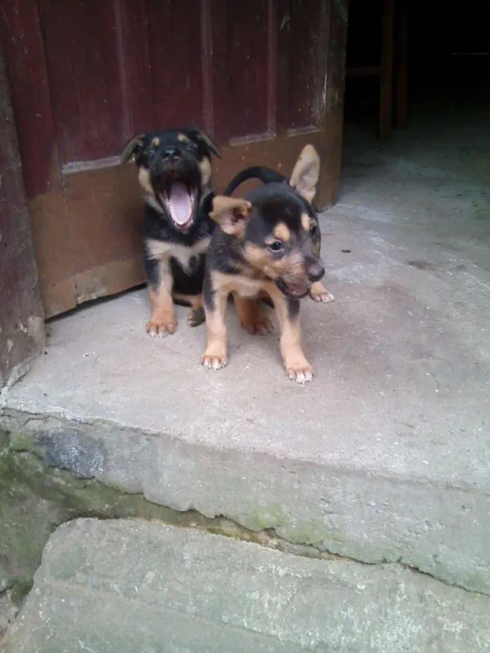 Cachorro ra a indefinida  idade Abaixo de 2 meses nome Dione 