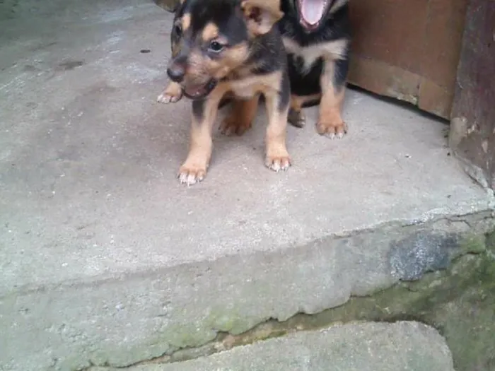 Cachorro ra a indefinida  idade Abaixo de 2 meses nome Dione 