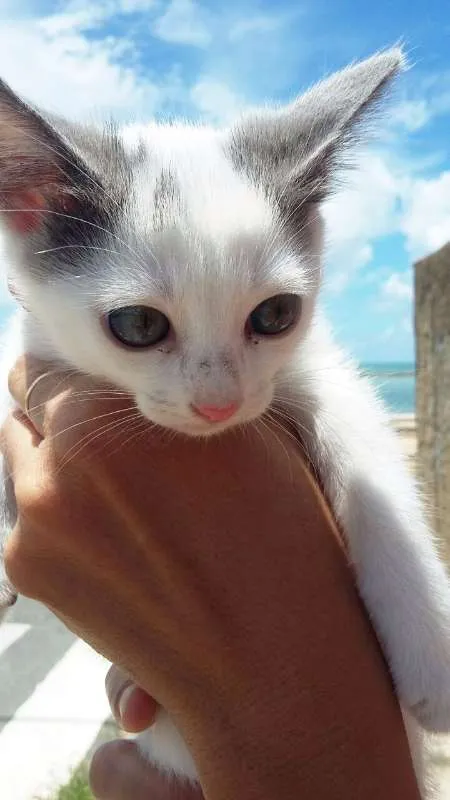 Gato ra a SRD idade Abaixo de 2 meses nome TOM