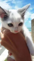 TOM