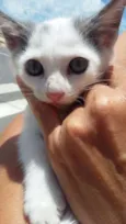 TOM