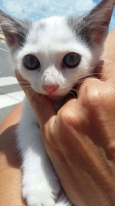Gato ra a SRD idade Abaixo de 2 meses nome TOM