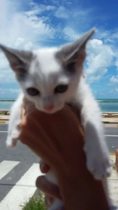 Gato ra a SRD idade Abaixo de 2 meses nome TOM