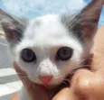 TOM