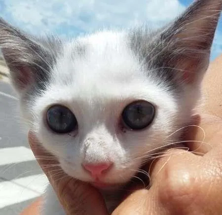 Gato ra a SRD idade Abaixo de 2 meses nome TOM