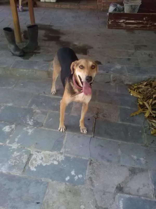 Cachorro ra a SRD idade 3 anos nome Thor