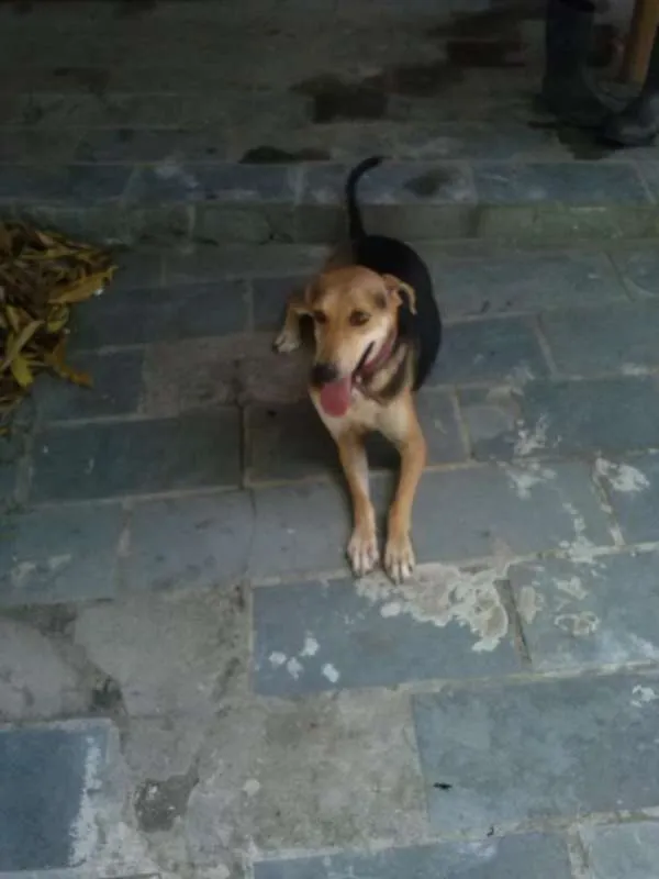Cachorro ra a SRD idade 3 anos nome Thor
