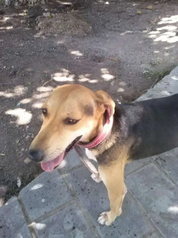 Cachorro ra a SRD idade 3 anos nome Thor