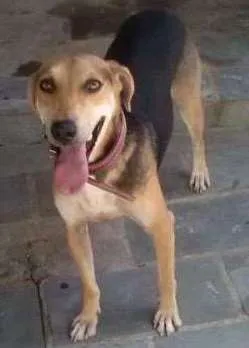 Cachorro ra a SRD idade 3 anos nome Thor