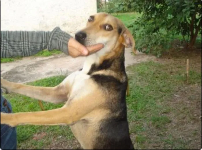 Cachorro ra a SRD idade 3 anos nome Thor