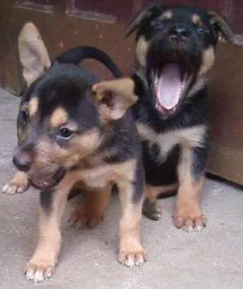 Cachorro ra a indefinida  idade Abaixo de 2 meses nome Dione 
