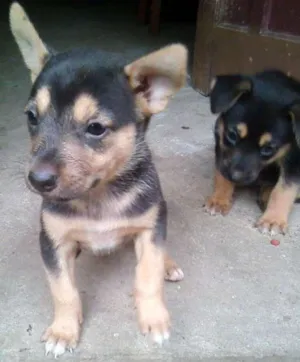 Cachorro raça indefinida  idade Abaixo de 2 meses nome Diana 