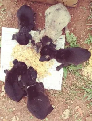 Cachorro raça Srd idade Abaixo de 2 meses nome Sem nome