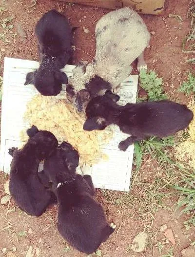 Cachorro ra a Srd idade Abaixo de 2 meses nome Sem nome