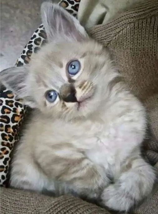 Gato ra a Siames idade Abaixo de 2 meses nome Sem nome