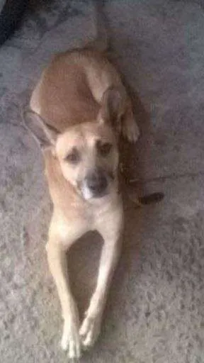 Cachorro raça Vira lata  idade 4 anos nome Svoby