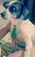 Francisco