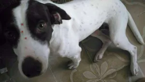 Cachorro raça SRD idade 2 anos nome Samantha 
