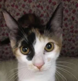 Gato raça SRD idade 2 a 6 meses nome Afrodite