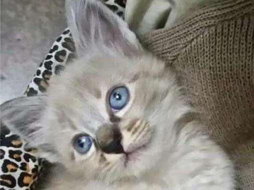 Gato ra a Siames idade Abaixo de 2 meses nome Sem nome