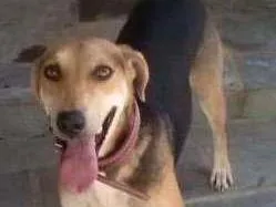 Cachorro ra a SRD idade 3 anos nome Thor