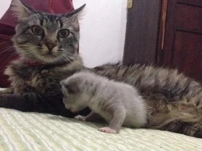 Gato raça  idade Abaixo de 2 meses nome Não definido