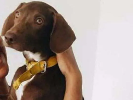 Cachorro raça SRD idade 1 ano nome Frida