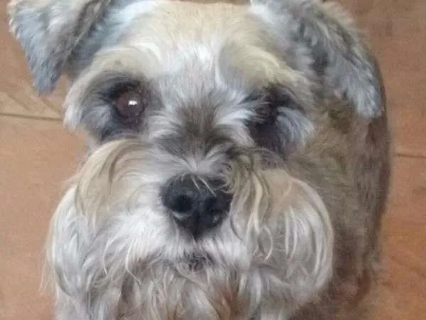 Cachorro ra a schnauzer idade 4 anos nome Ody