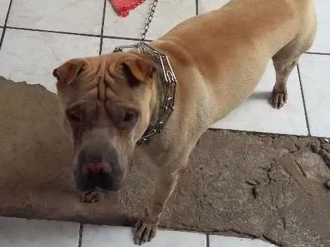 Cachorro ra a sharpei idade 3 anos nome lion