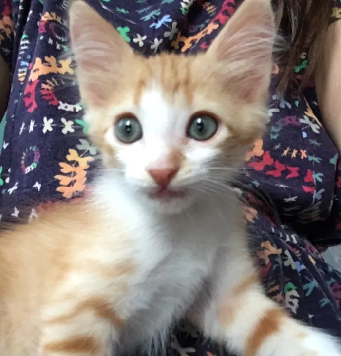 Gato ra a SRD idade Abaixo de 2 meses nome Caramelo